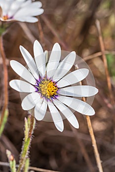 White and purple African Daisy Osteospermum Wild flower growing during spring